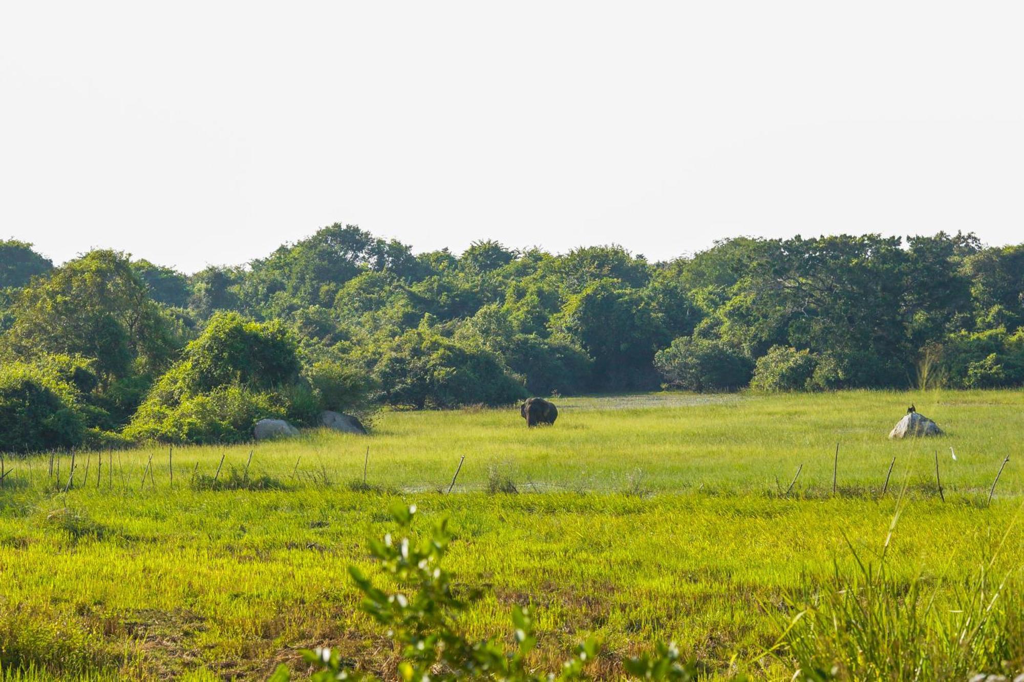 Senu Homestay Сігірія Екстер'єр фото