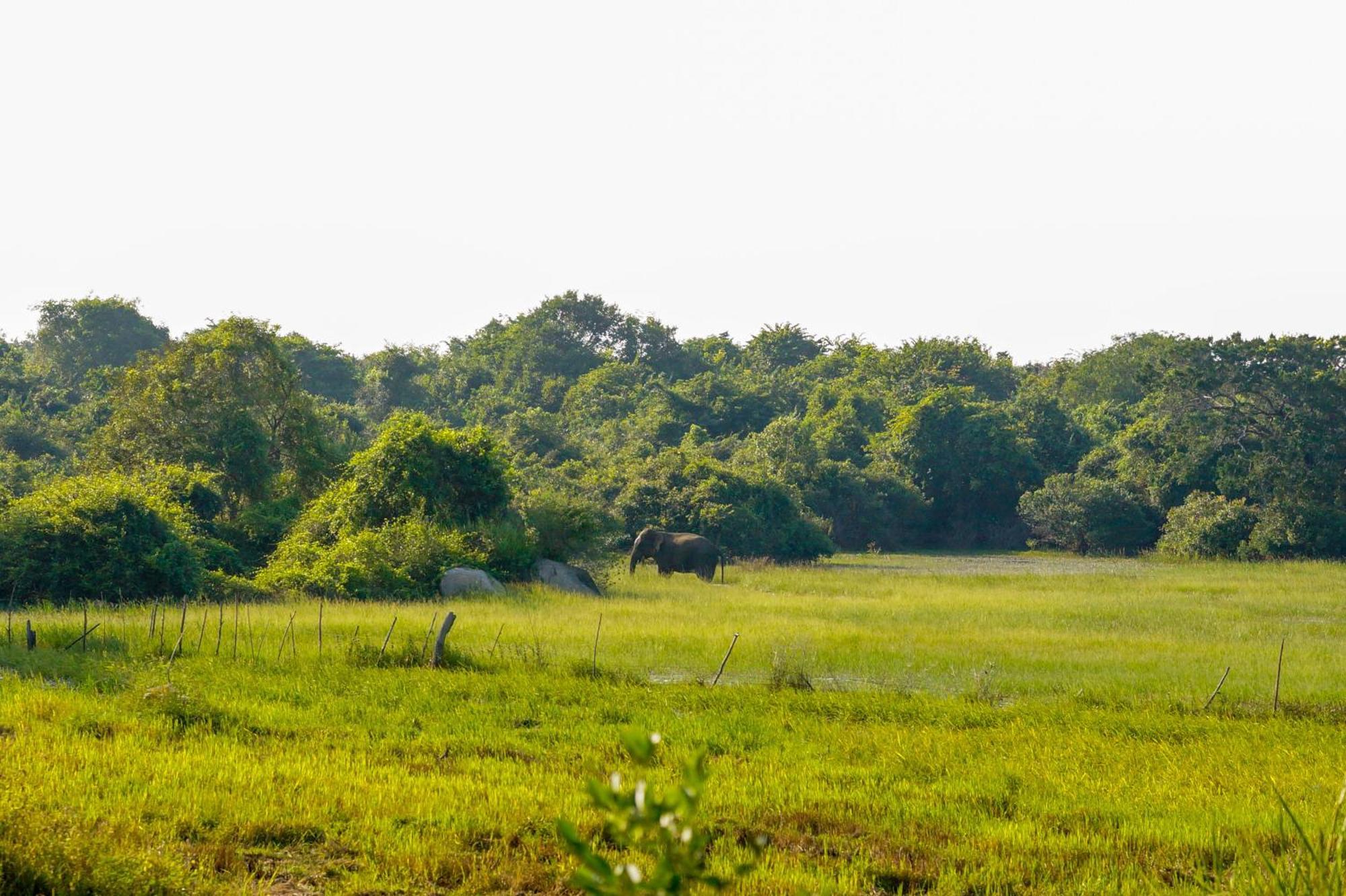 Senu Homestay Сігірія Екстер'єр фото